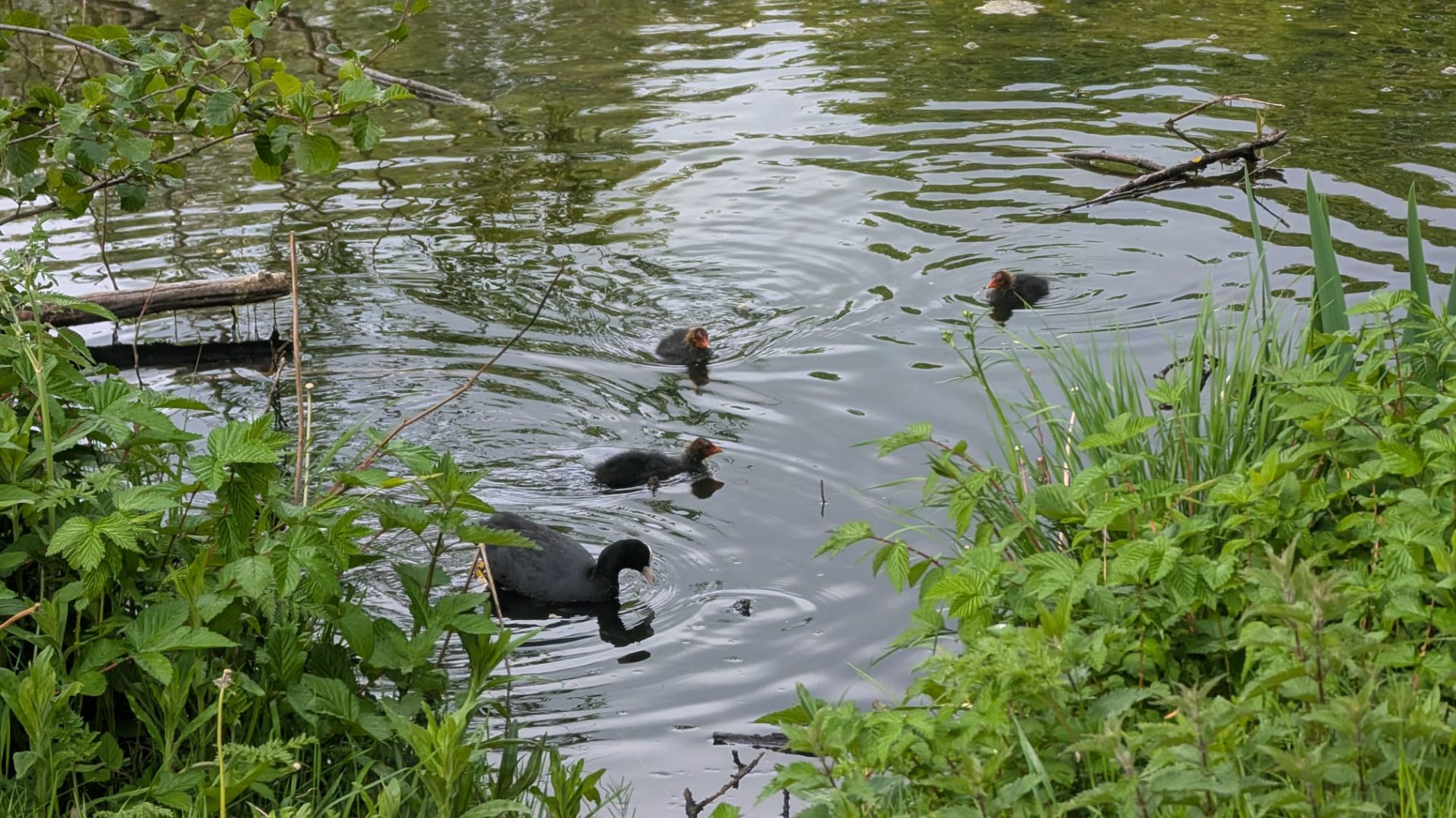 Final Composition Draft