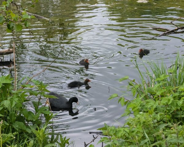 Final Composition Draft